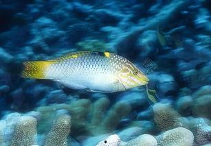 海洋鱼类视频爆料,揭秘海洋鱼类神秘生活  第1张